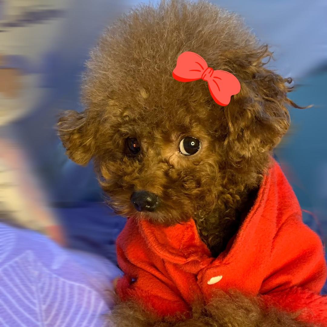 金一条（贵宾）