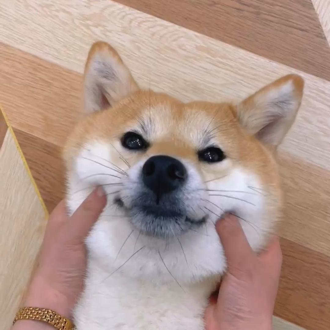 柴团.宠咖