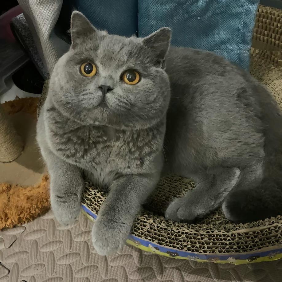 水桶是只蓝猫