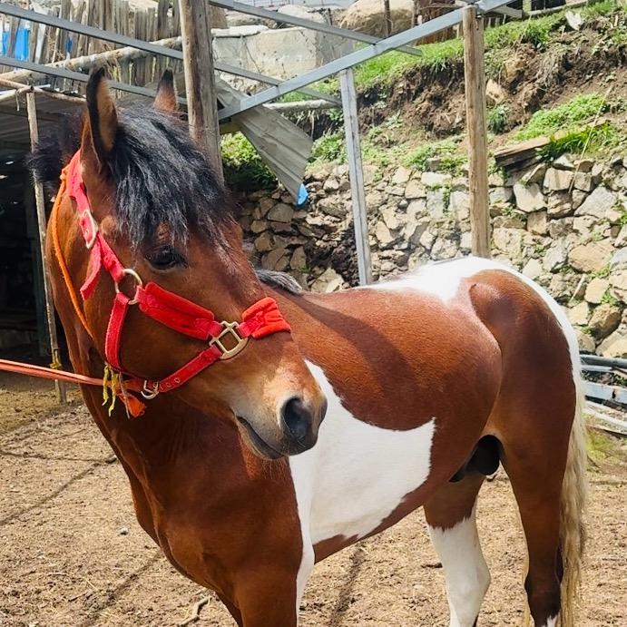 🔥朵🕊️瓦🔥江🐎查🔥