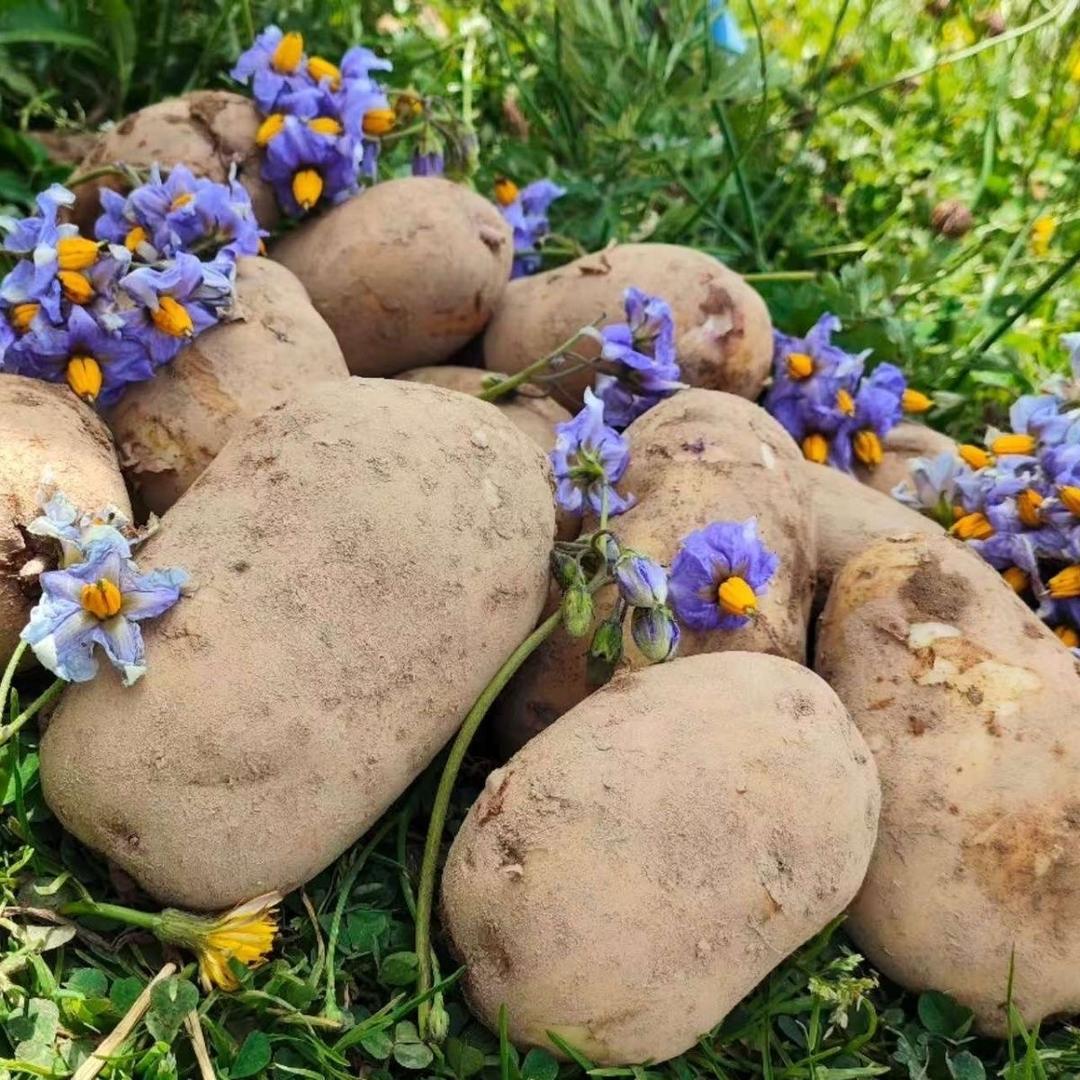 林琳农产品甄选