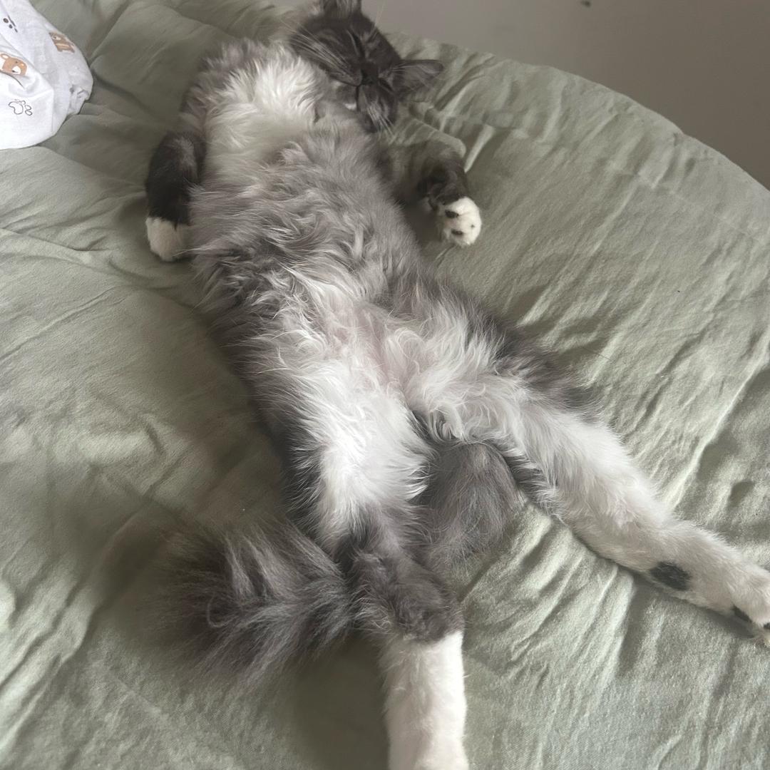 陈平安🐱