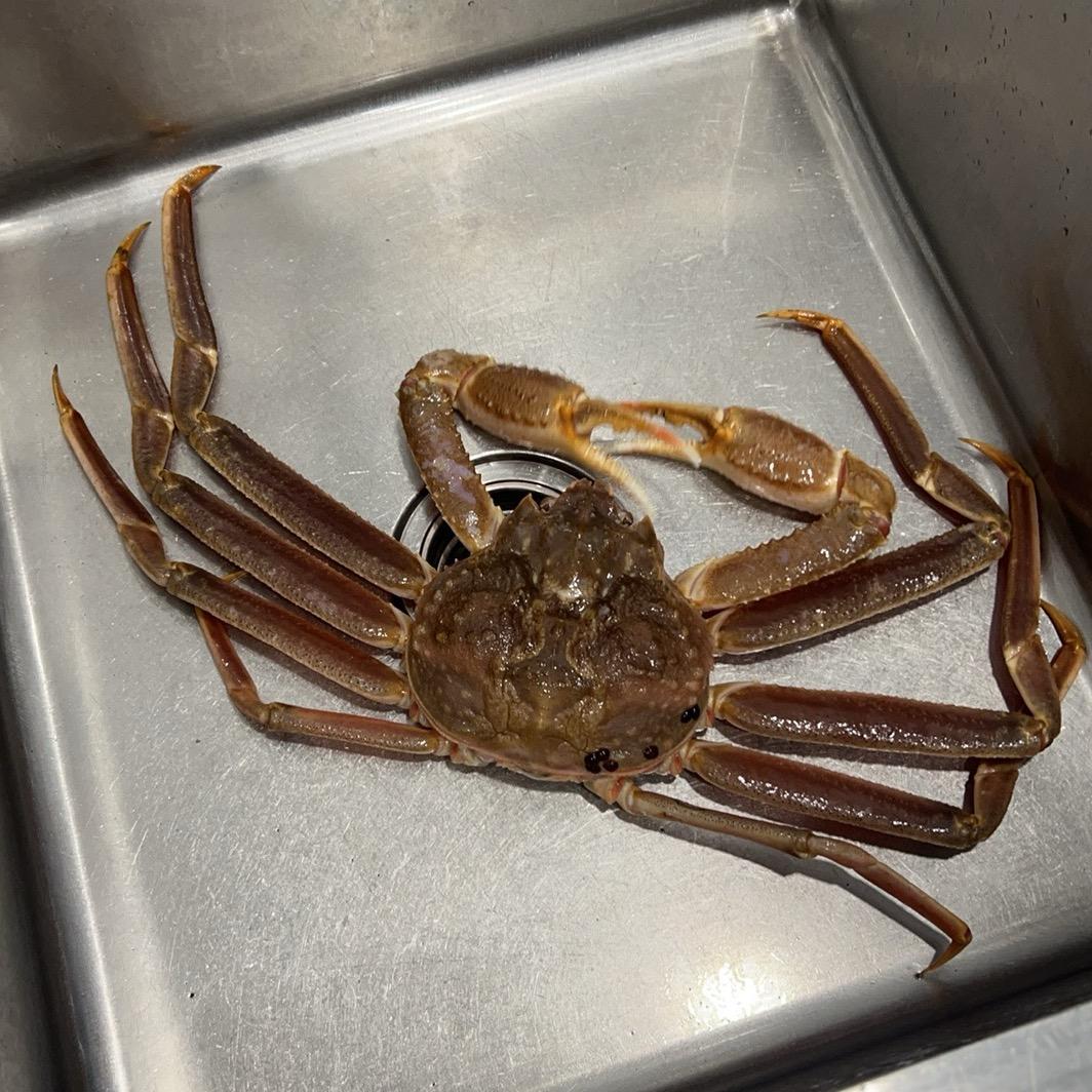 大鹏一日同风起，