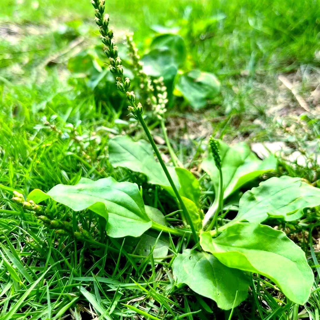 阿翔百草