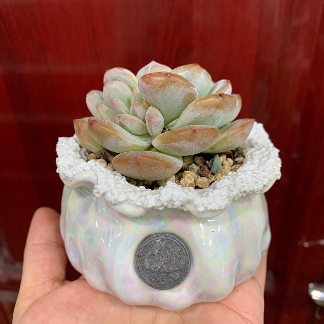 梅姐多肉花盆