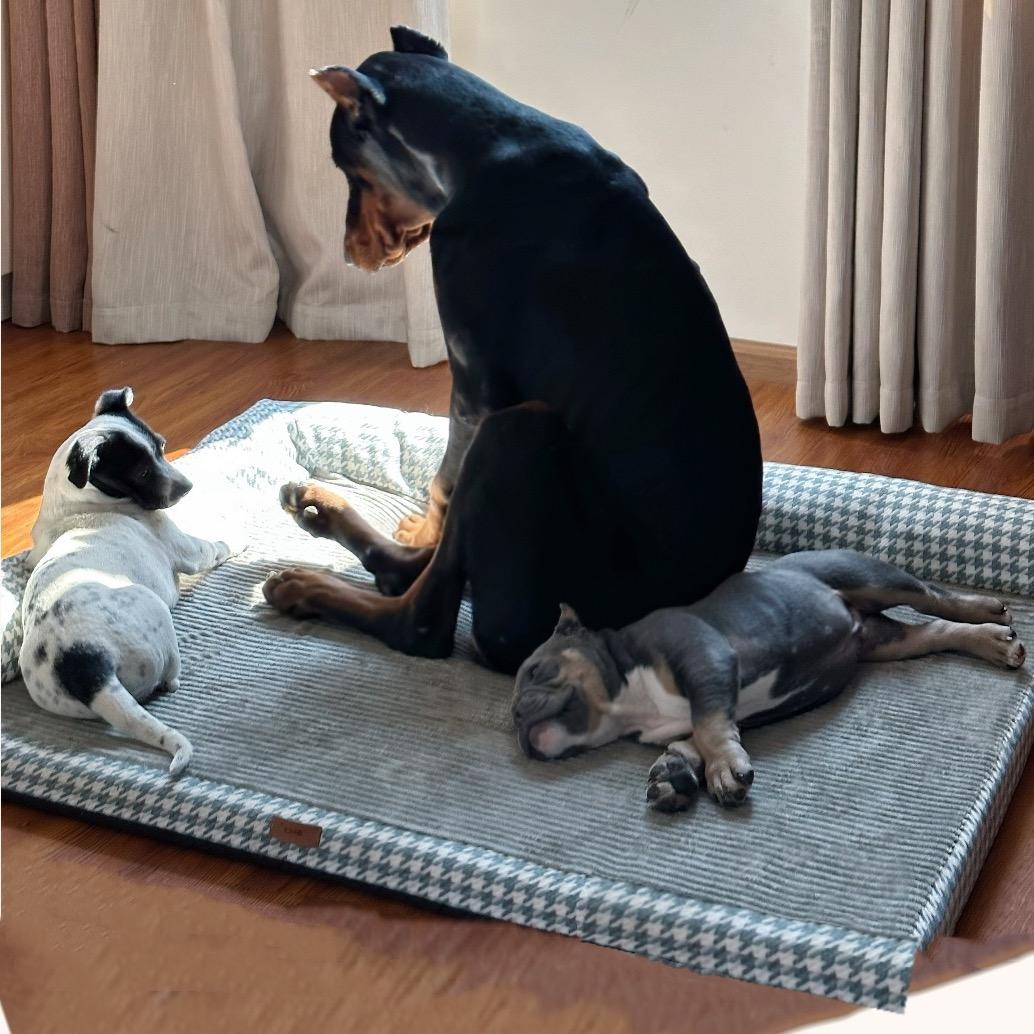 小猪哥和会长弟