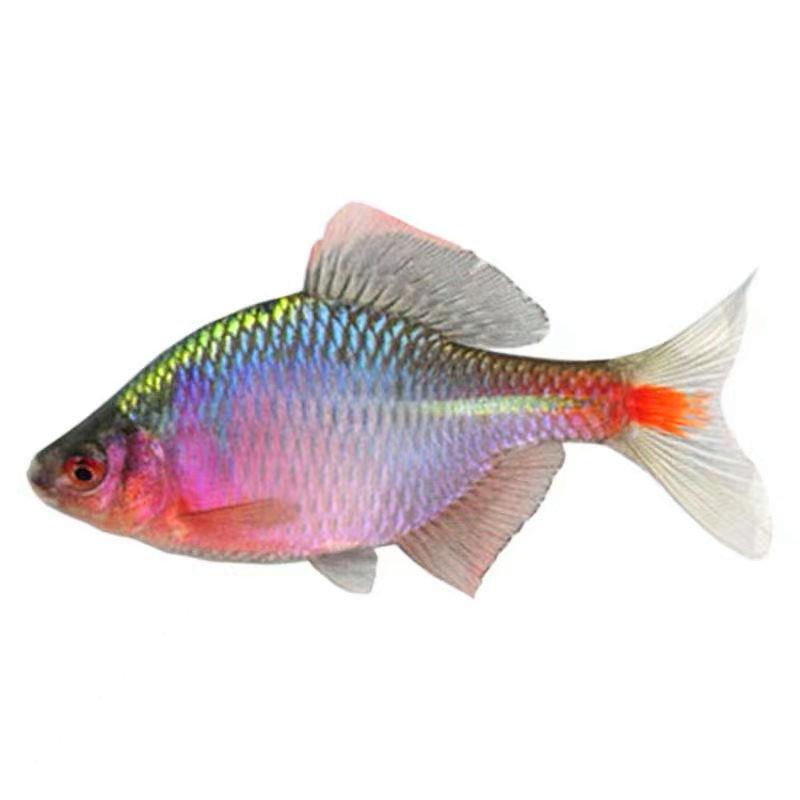 七彩鳑鲏专业户