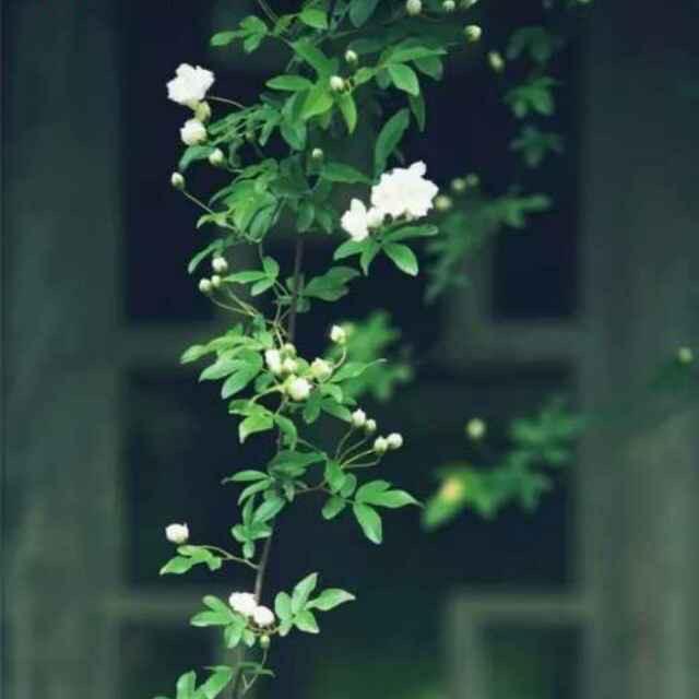 好心情❤️