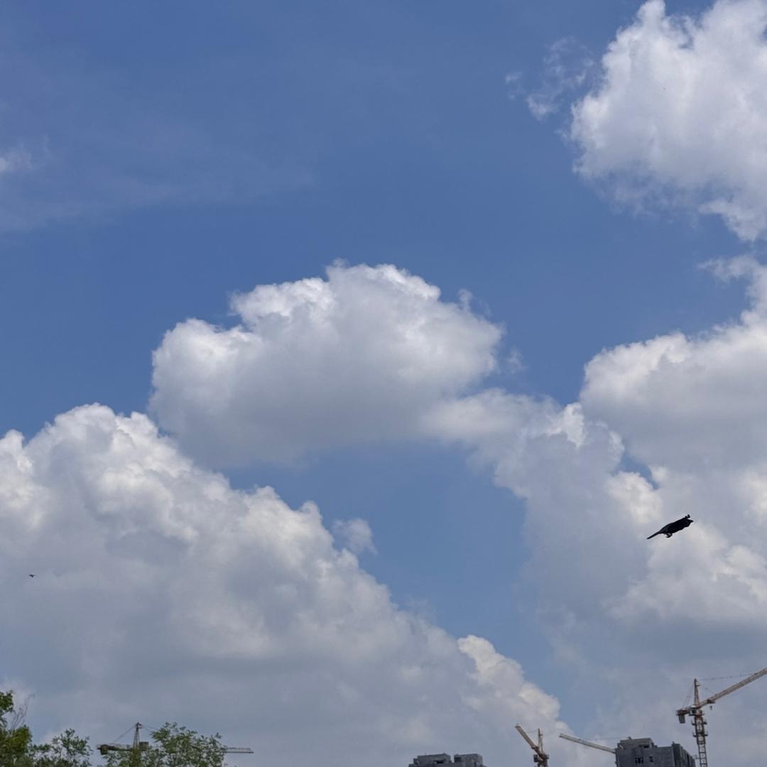 布洛