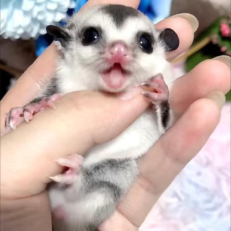 鼠你优品萌宠