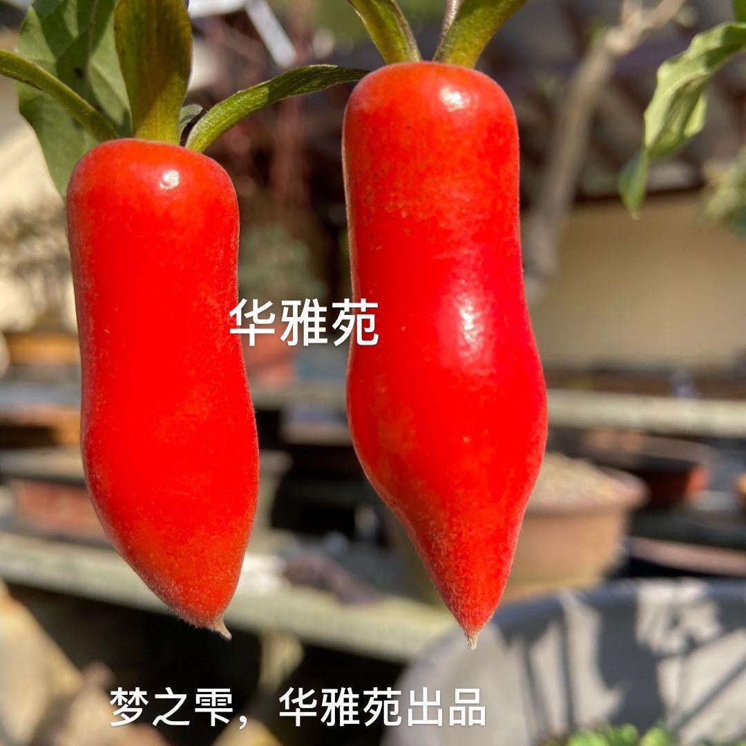 华雅苑