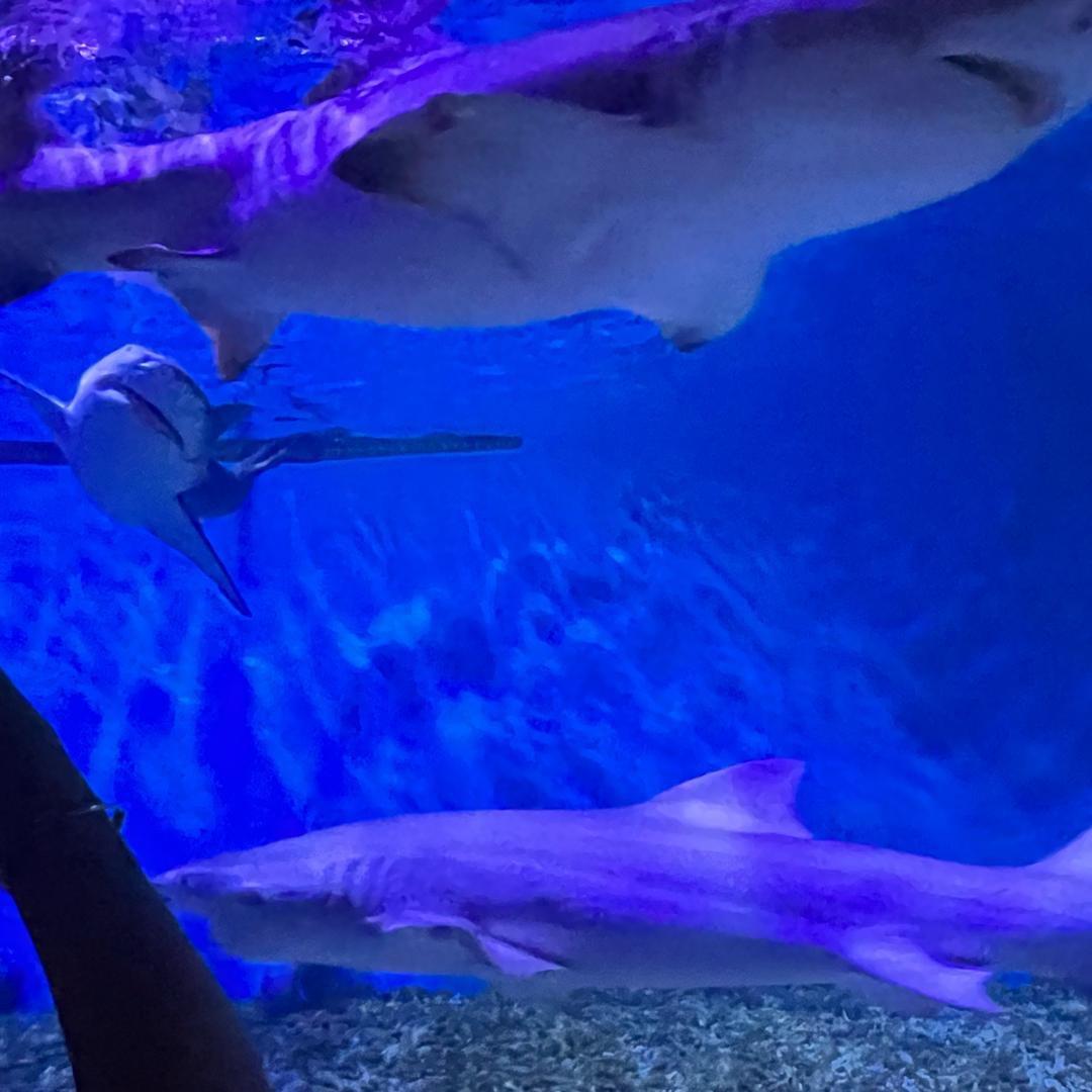 猛虎出山龙咆哮的时候可以联系我