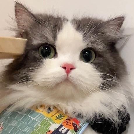 小时小咪