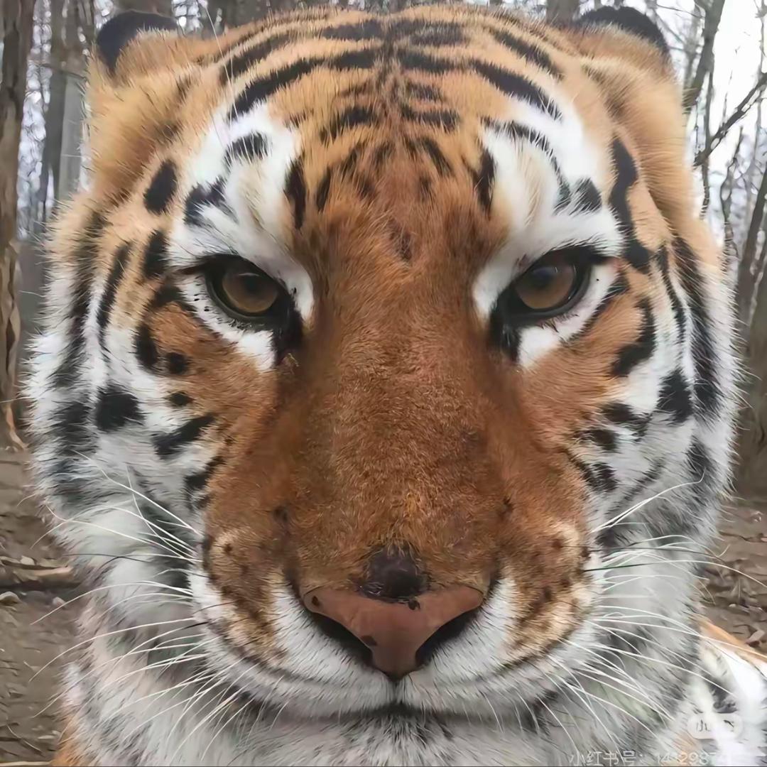 亿加懿