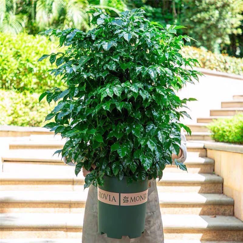 幸福树绿宝鸭脚木种植基地