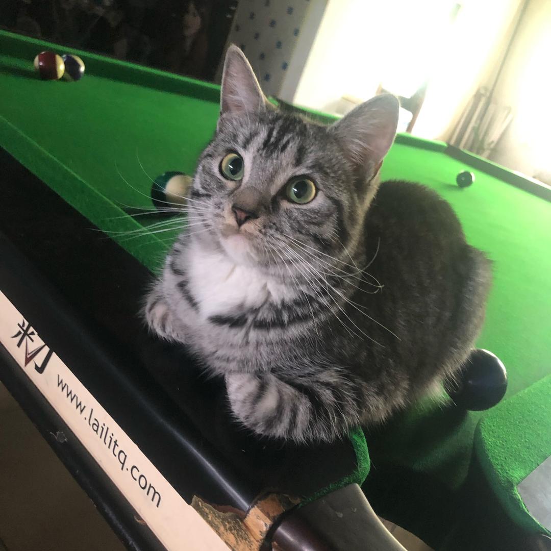 绅士台球🎱