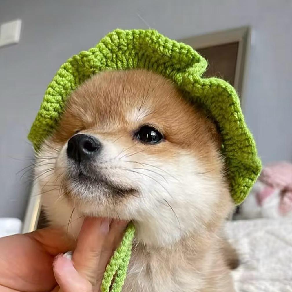 圆滚滚柴屋3️⃣号