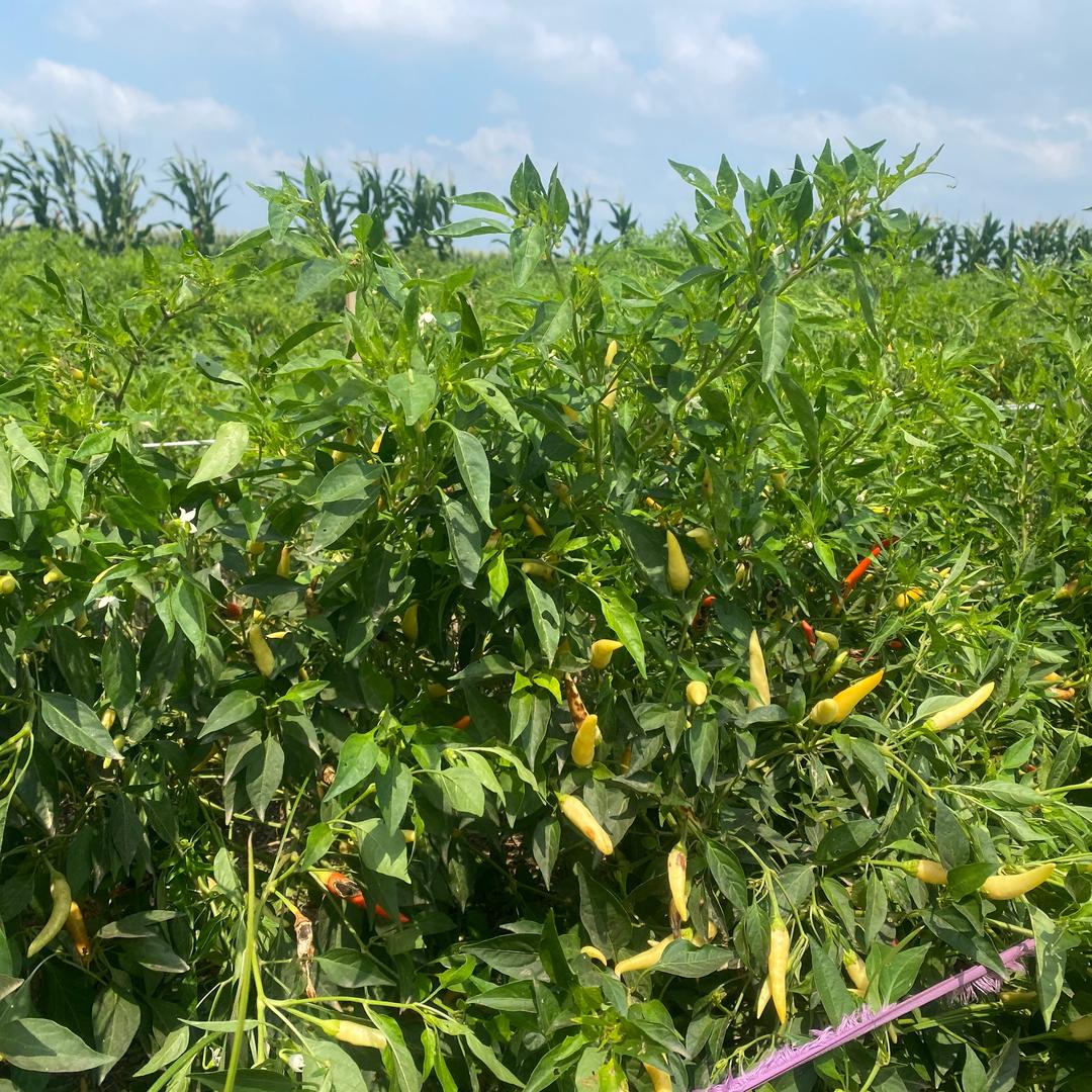 田园高庄（晓航在农村）