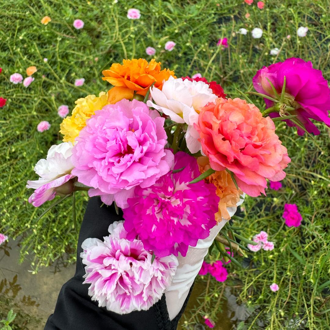 花极光