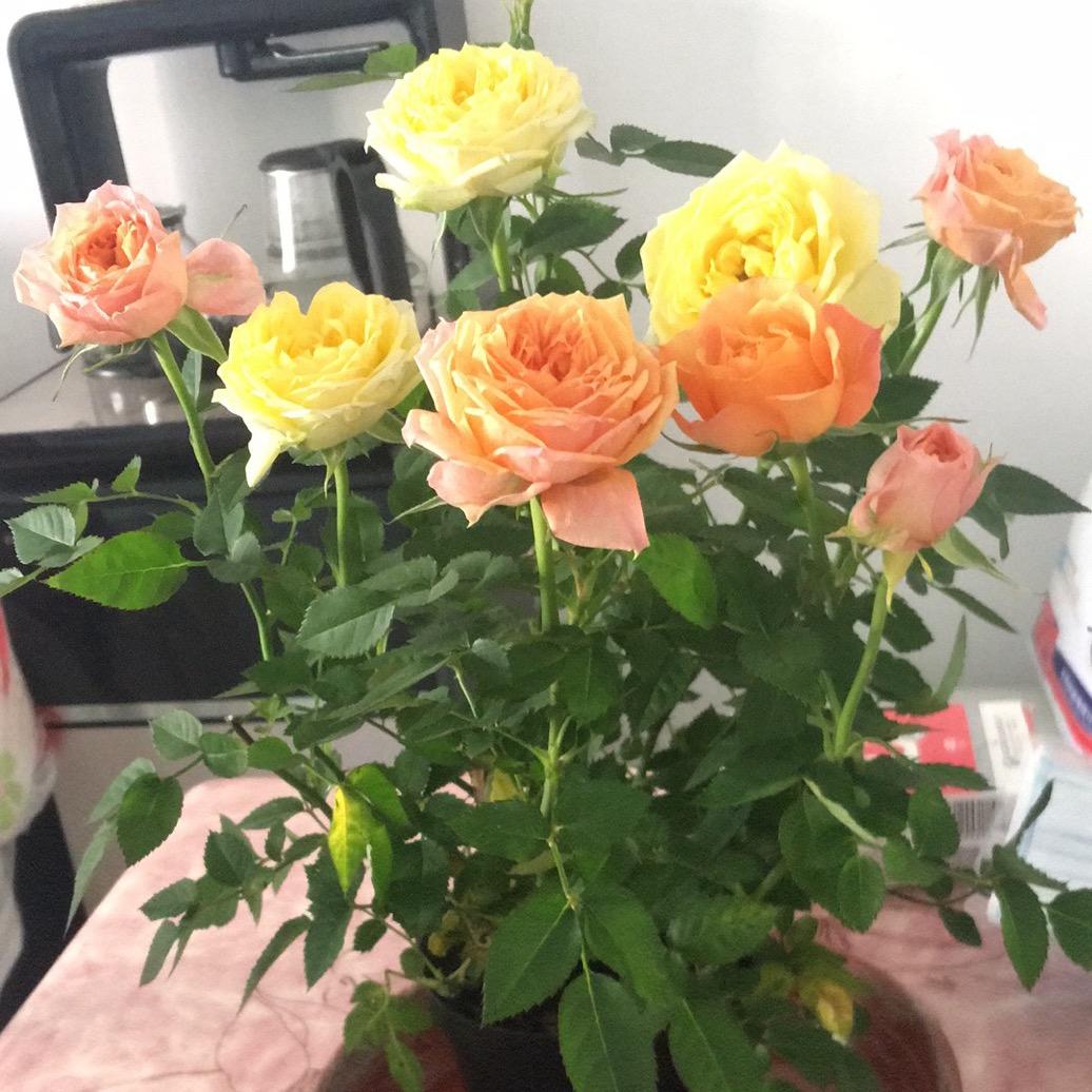 雪花飘落