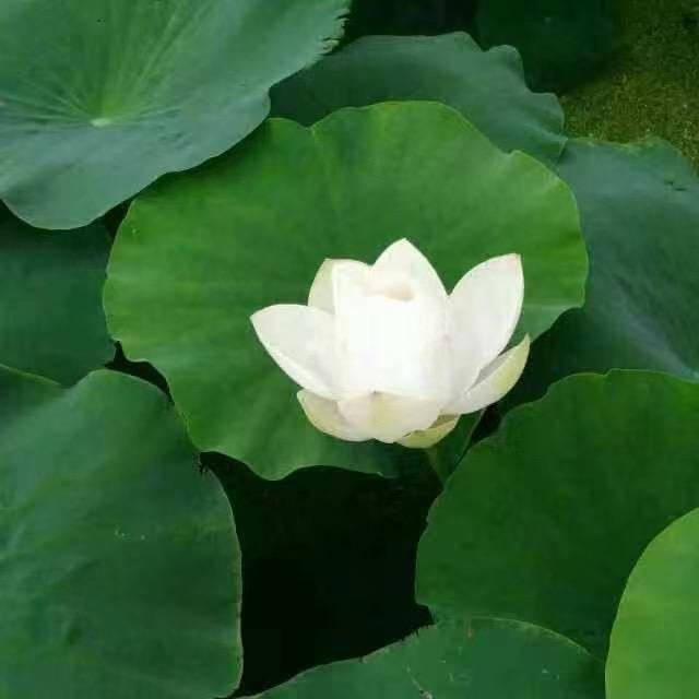 云舒老师