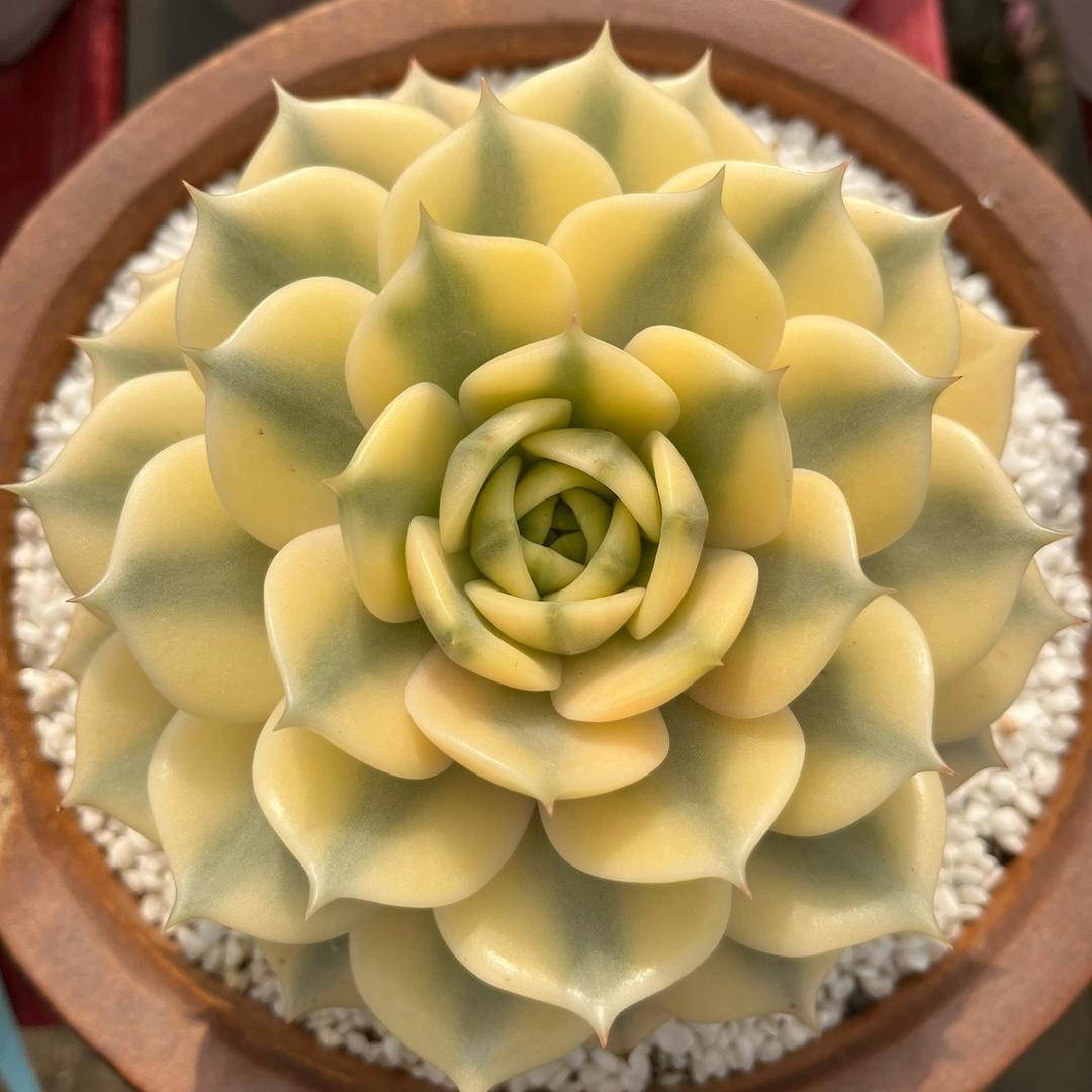 花非花官方账号