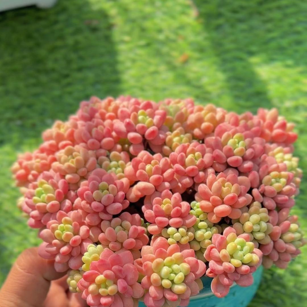 峰哥精品多肉