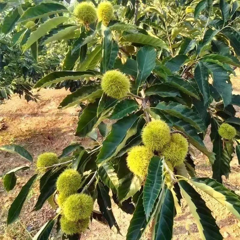 永先果树苗木专营店优选