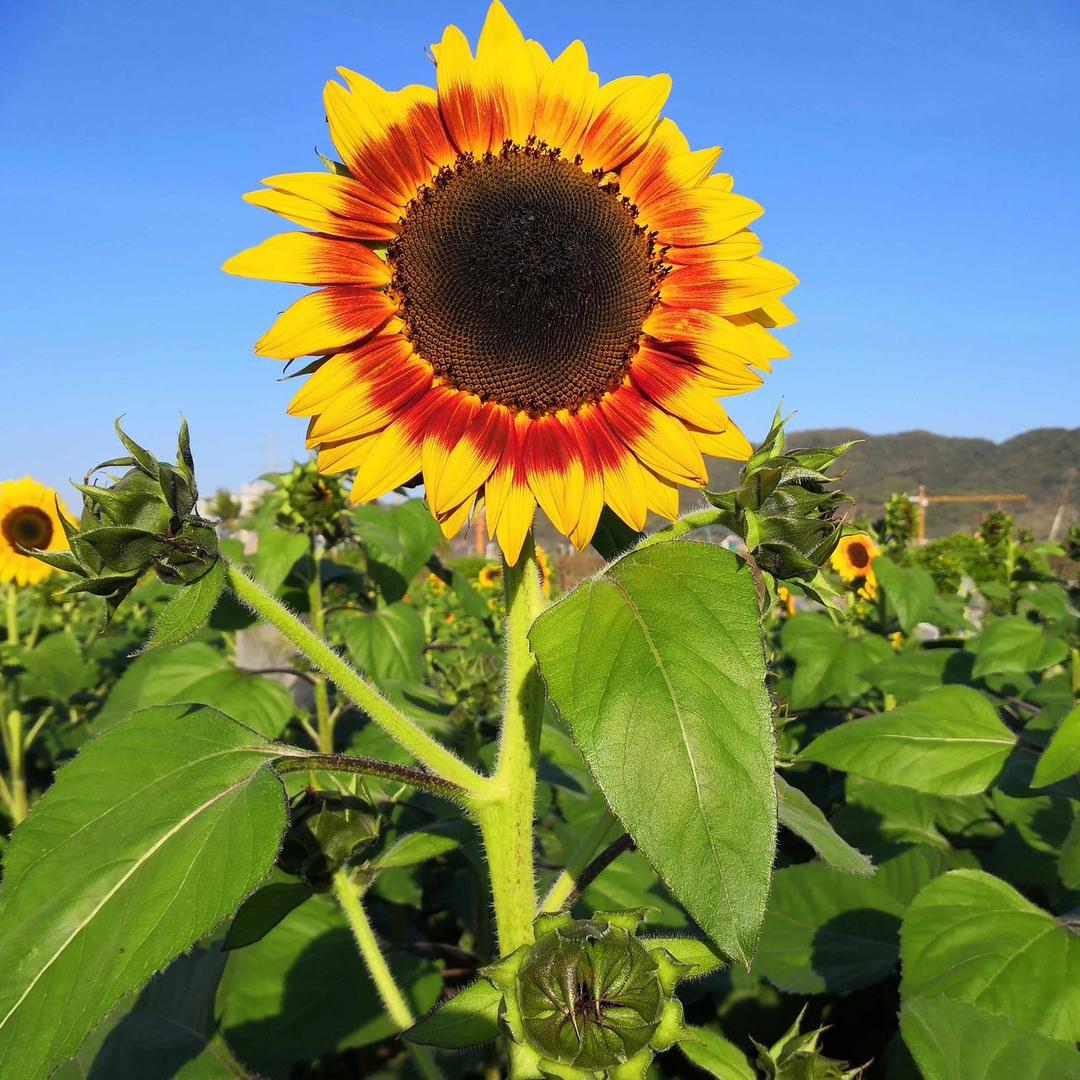 昆明市泽铭花卉