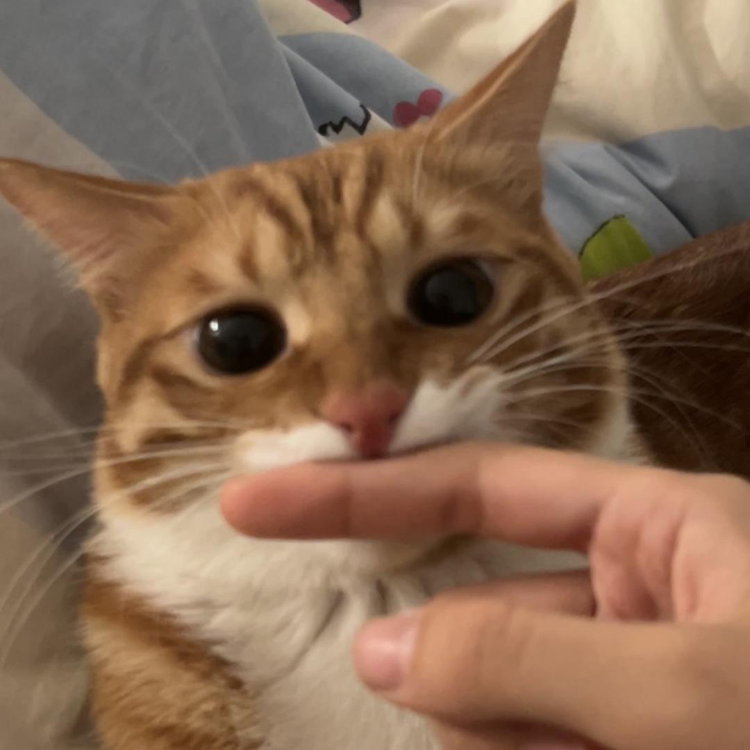 红中是只小猫咪