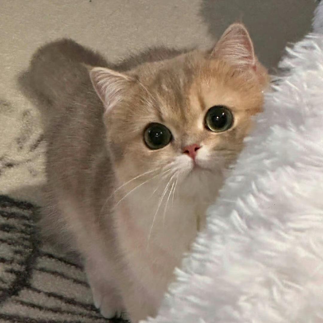 泡泡每天都好困.