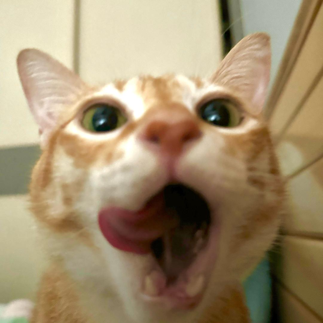 狗酱请开门