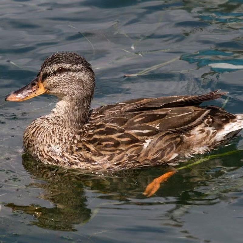 广西润永盛生鲜