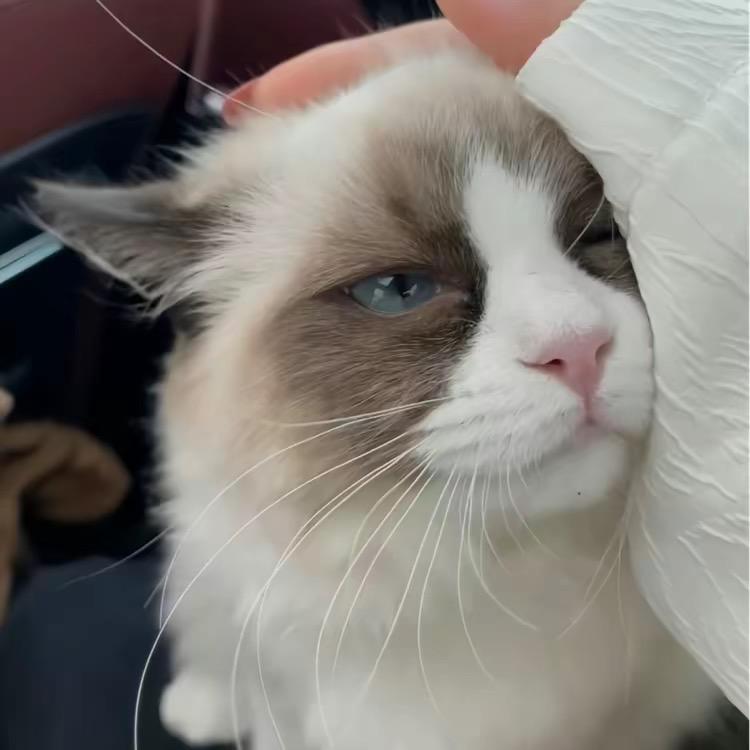 娇羞老公离家出走找🫦屎壳郎的那个雨夜