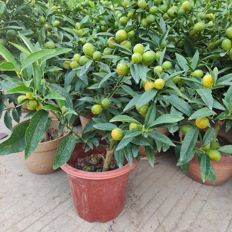 路韵轩花卉经营部