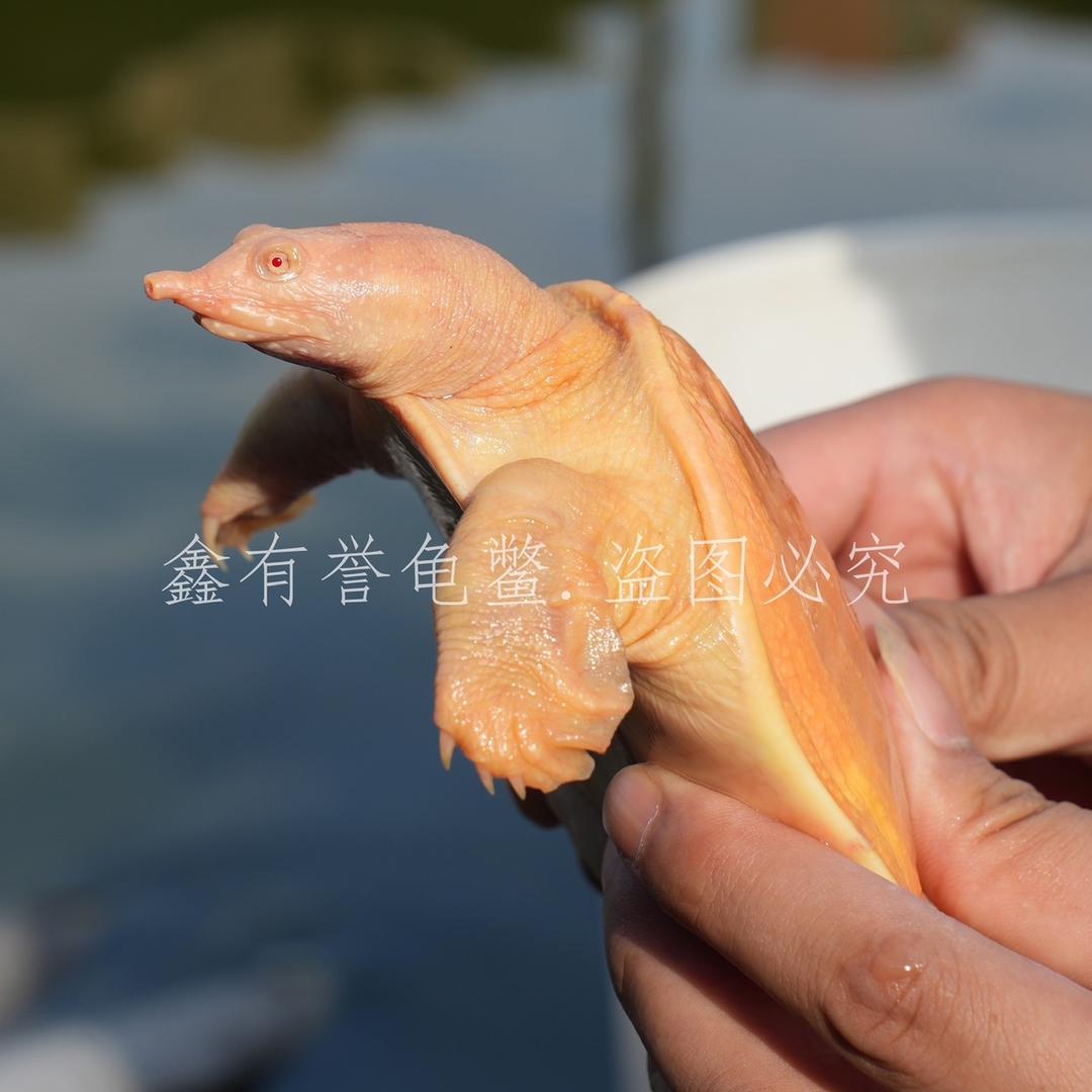爬行天下养殖