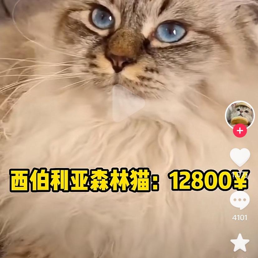岁月的点缀