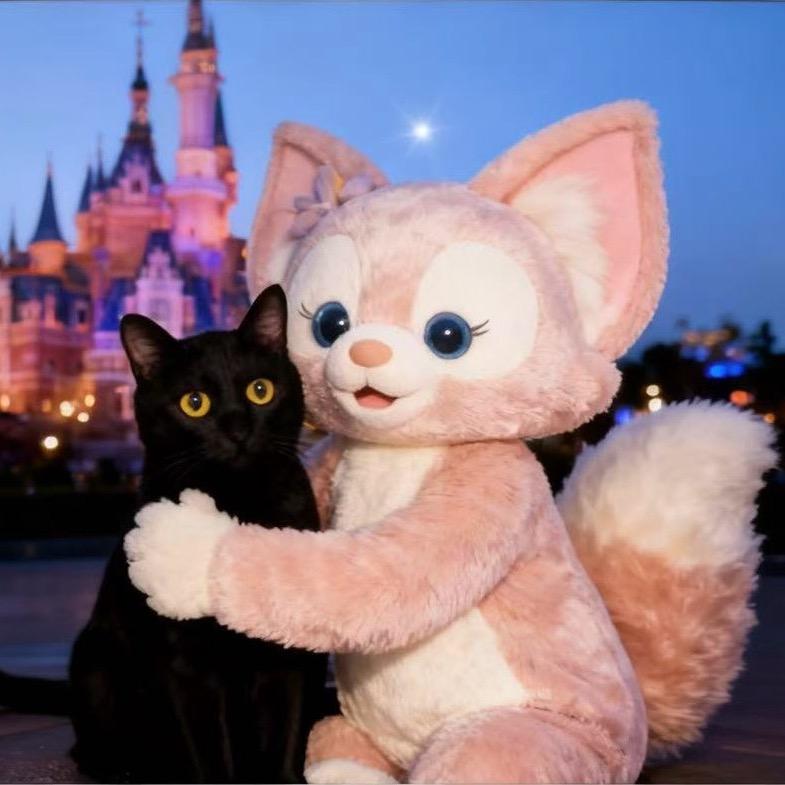 🐈‍⬛家里八只猫🐈‍⬛