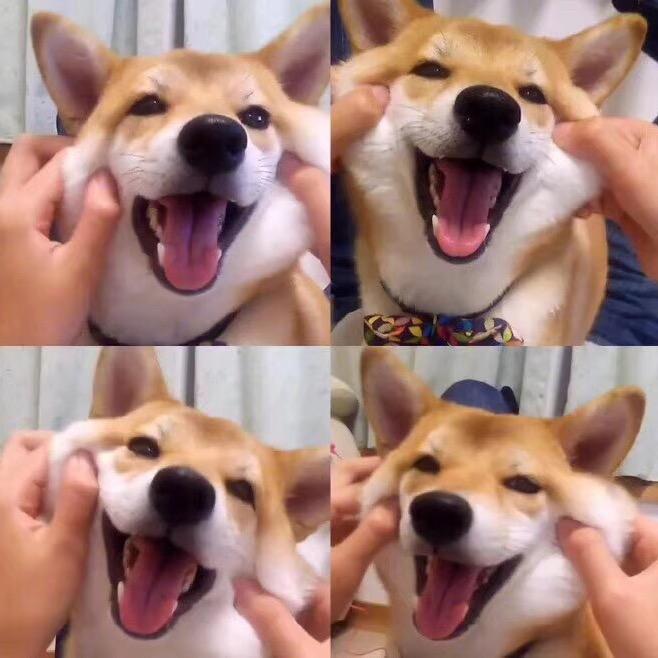 阿博宠物