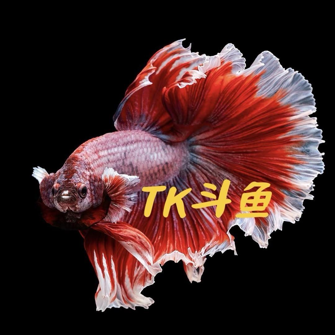 TK精品斗鱼