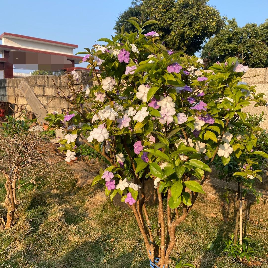 初见绿植园艺
