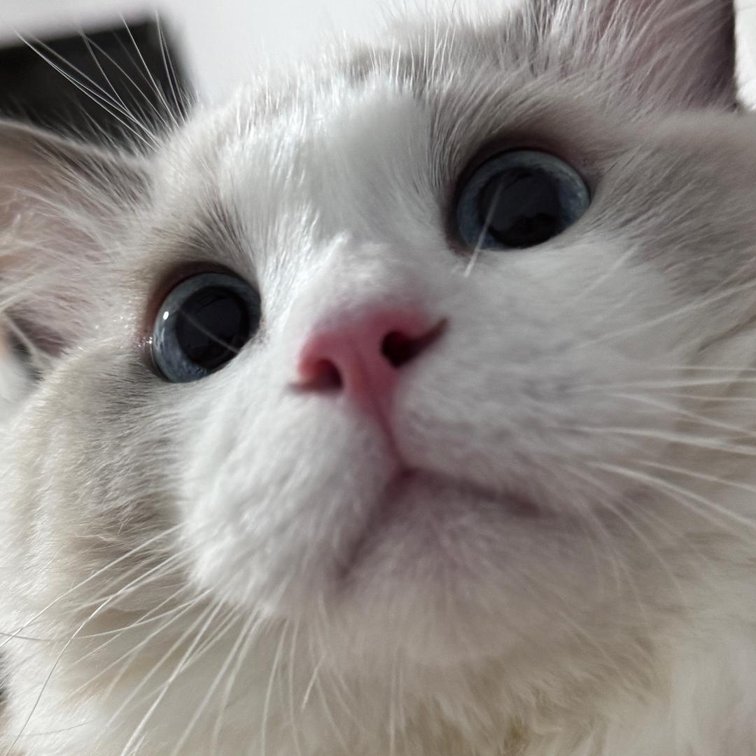 卷卷小猫