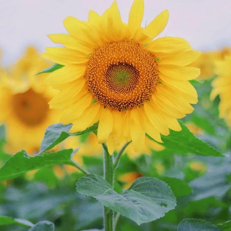 🌻燕子