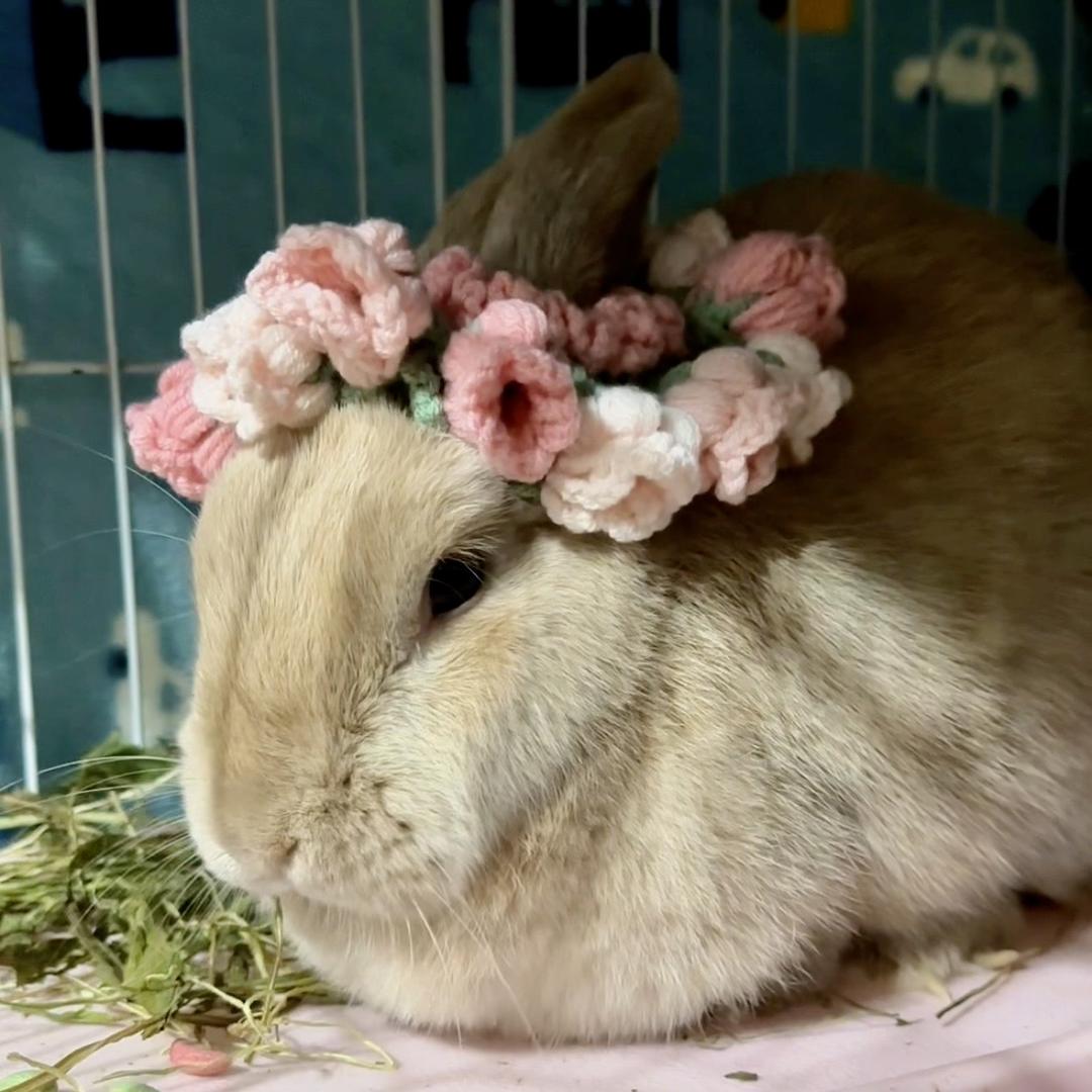 胡大仙