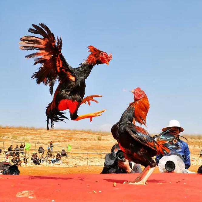 诚祥斗鸡🐔