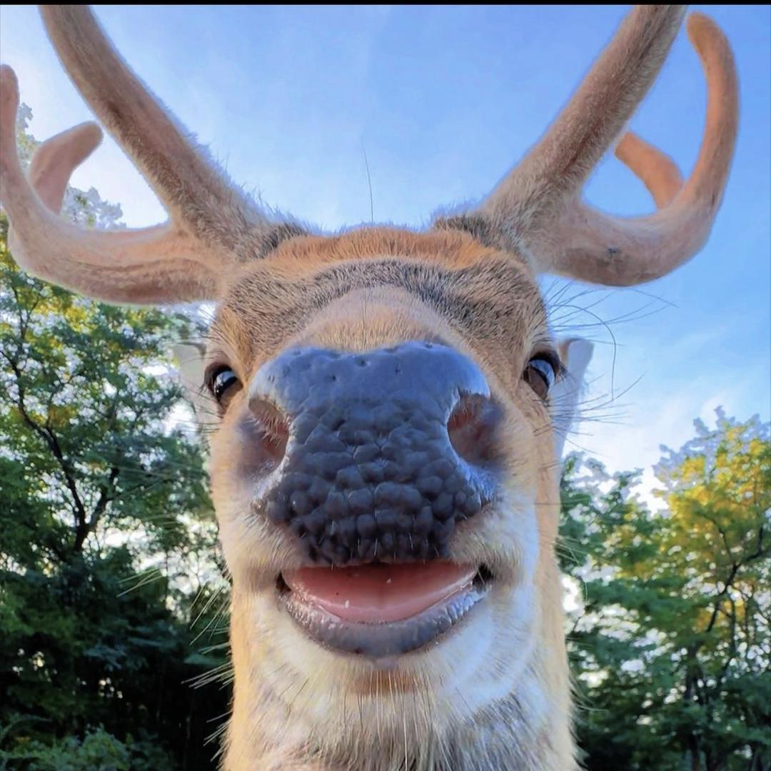 鹿🦌