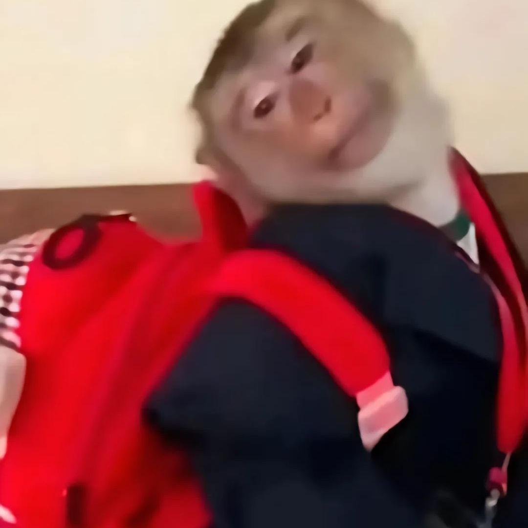 小葱在拆卡