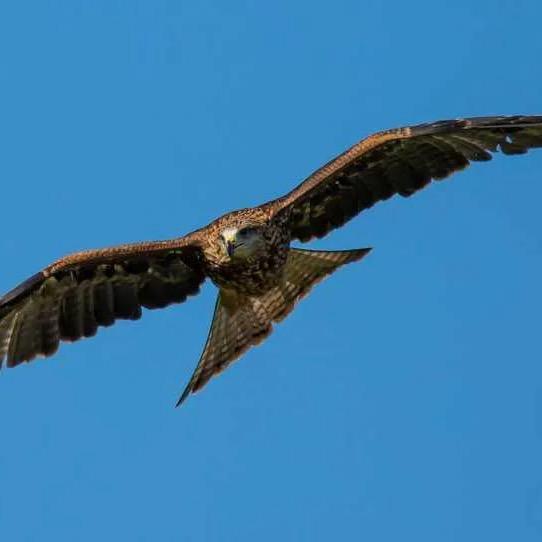 四川大飞哥（🌍）