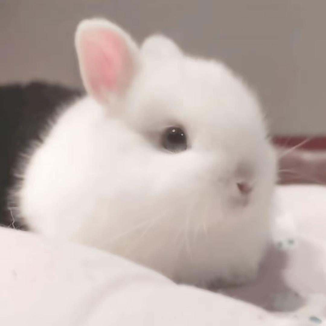 凛冬兔