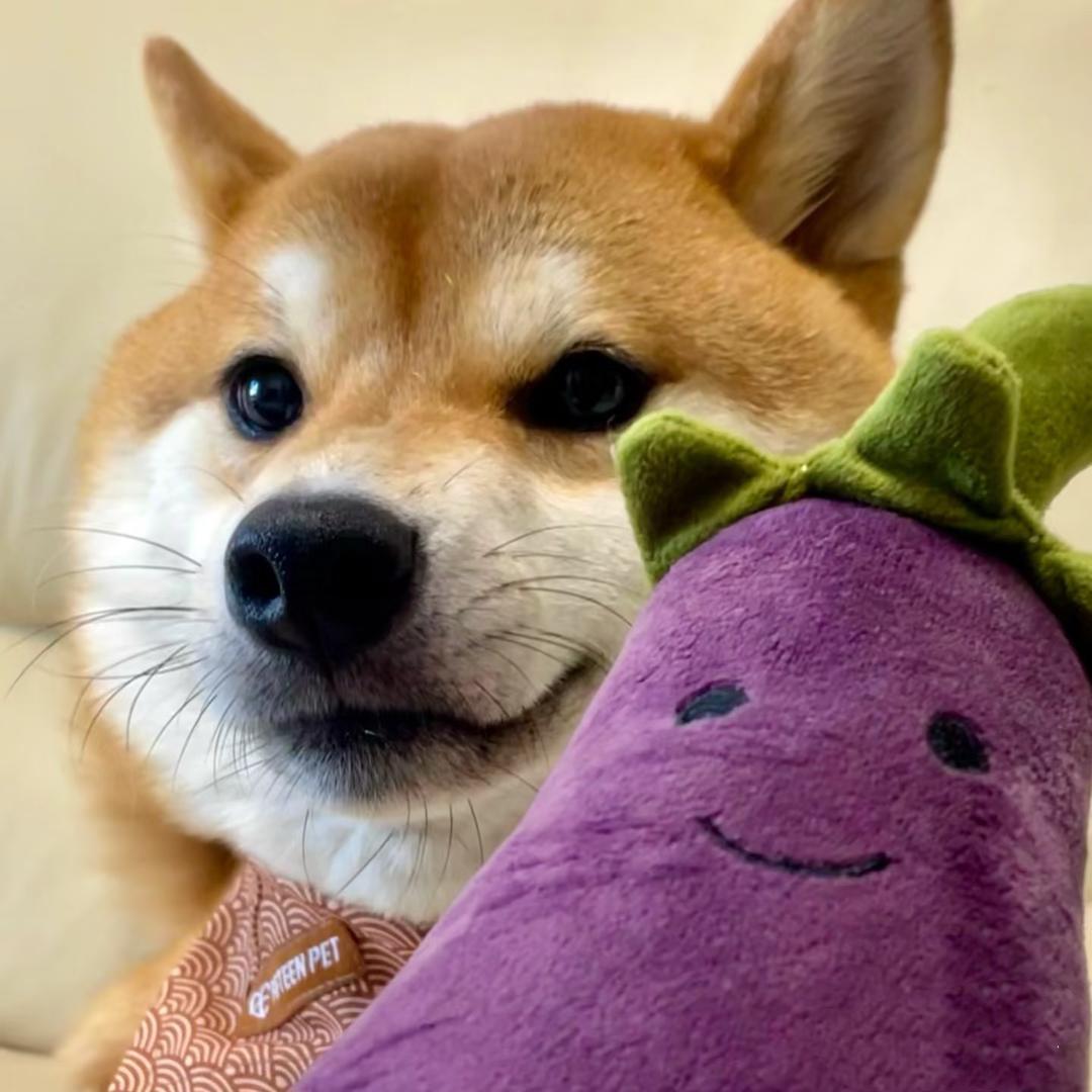 我怎么变成狗了？